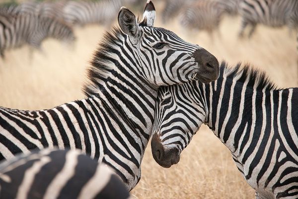 Sederquist, Betty 아티스트의 Africa-Tanzania Loving zebras nuzzle in the Serengeti작품입니다.